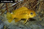 tropheops species chilumba tropheops species chilumba