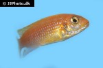 tropheops species red zebra tropheops species red zebra