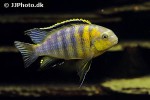 tropheops species redcheek tropheops species redcheek
