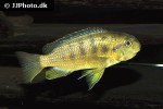 tropheops species redcheek tropheops species redcheek