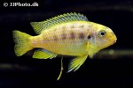 tropheops species redcheek tropheops species redcheek