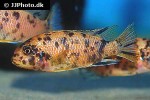 tropheops tropheops tropheops tropheops