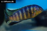 tropheops tropheops tropheops tropheops