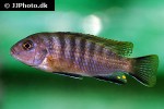 tropheops tropheops tropheops tropheops