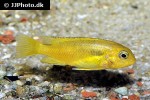 tropheops tropheops tropheops tropheops