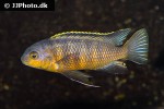 tropheops tropheops tropheops tropheops