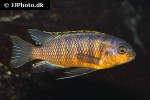 tropheops tropheops tropheops tropheops