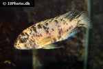 tropheops tropheops tropheops tropheops