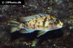 tropheops tropheops tropheops tropheops