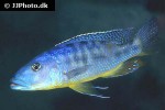 tyrannochromis macrostoma tyrannochromis macrostoma