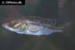 tyrannochromis macrostoma tyrannochromis macrostoma