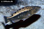 tyrannochromis macrostoma tyrannochromis macrostoma