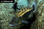 tyrannochromis macrostoma tyrannochromis macrostoma