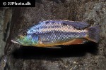 tyrannochromis macrostoma tyrannochromis macrostoma