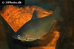 distichodus affinis distichodus affinis