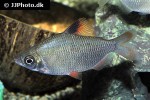 distichodus affinis distichodus affinis
