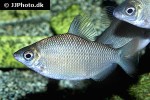 distichodus affinis distichodus affinis