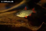 distichodus affinis distichodus affinis