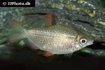 distichodus affinis distichodus affinis