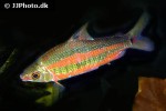 distichodus cf noboli distichodus cf noboli