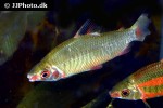 distichodus cf noboli distichodus cf noboli