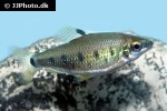 distichodus decemmaculatus distichodus decemmaculatus