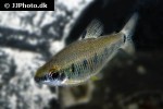 distichodus decemmaculatus distichodus decemmaculatus