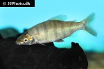 distichodus fasciolatus distichodus fasciolatus