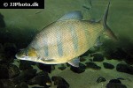distichodus lusosso distichodus lusosso