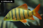 distichodus lusosso distichodus lusosso