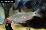 distichodus noboli distichodus noboli