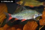 distichodus notospilus distichodus notospilus