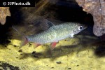 distichodus notospilus distichodus notospilus