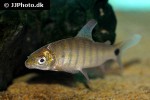 distichodus polli distichodus polli