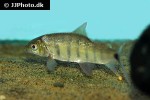 distichodus polli distichodus polli