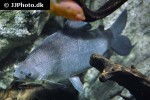 distichodus rostratus distichodus rostratus