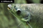 distichodus rostratus distichodus rostratus