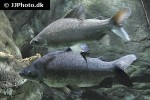 distichodus rostratus distichodus rostratus