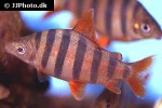 distichodus sexfasciatus distichodus sexfasciatus