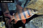 distichodus sexfasciatus distichodus sexfasciatus