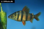 distichodus sexfasciatus distichodus sexfasciatus