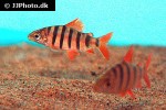 distichodus sexfasciatus distichodus sexfasciatus