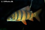 distichodus sexfasciatus distichodus sexfasciatus