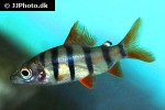 distichodus sexfasciatus distichodus sexfasciatus