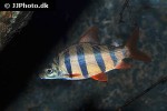 distichodus sexfasciatus distichodus sexfasciatus