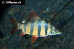distichodus sexfasciatus distichodus sexfasciatus