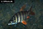 distichodus sexfasciatus distichodus sexfasciatus