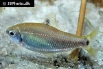 distichodus teugelsi distichodus teugelsi