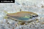 distichodus teugelsi distichodus teugelsi