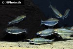 distichodus teugelsi distichodus teugelsi
